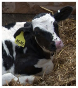 image of calf with flies on its face and nose