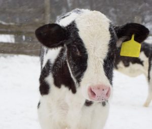 Calf Standing In Snowfall image