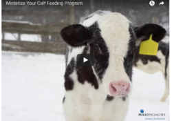 Winterize Your Calf Feeding Program