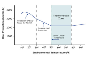 curve of thermogenesis for dairy calf