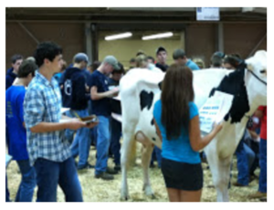 cattle judging at the Junior Dairy Management Contest