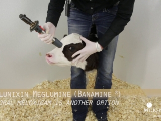 Calf Management Tips: Lidocaine Blocking & Dehorning