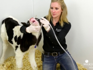 Calf Management Tips: Esophageal Tube Feeder