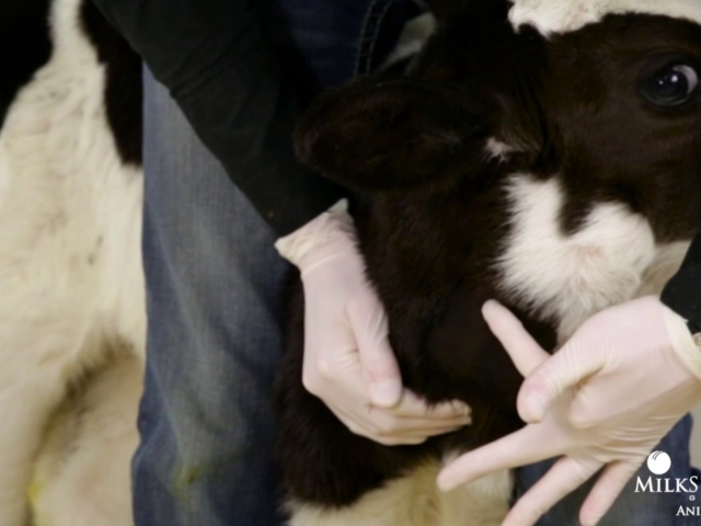 Calf Management Tips: Intravenous Injections