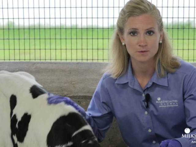 Calf Management Tips: Evaluating Dehydration