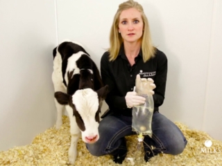 Calf Management Tips: Administering Subcutaneous Fluids