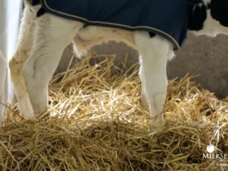 Calf Management Tips: Nesting Score