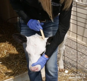 image of dehorning a calf with caustic paste